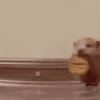 Hamsters Mov 🐹 9