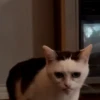 🎵 TIKTOKeando 17🎵 11