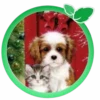 Animalitos en Navidad🎄💞1🇵🇪Clásica 14