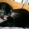 🌈🐱Gatos Divertidos Gif🐱🌈 9