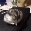 Hamsters Mov 🐹 10