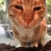 Gatito de Tiktok 5