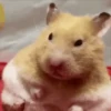 Hamsters Mov 🐹 11