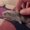 Hamsters Mov 🐹 12