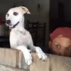 🎵 TIKTOKeando 3🎵 9