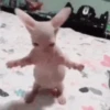 Gatitos memes 1.0😻 12
