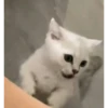Más gatos🐈 7