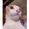 🌈🐱Gatos Divertidos Gif🐱🌈 11