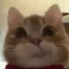 Gato Chipi Chipi 2 9