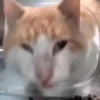 Gatito de Tiktok 6