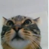 Gatitos memes 1.0😻 13