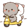 gatitos 14