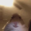 Hamsters Mov 🐹 13