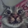 Gatitos memes 1.0😻 14