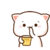 gatitos 15