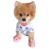MISO pup 🐶💛🧡. mov 18