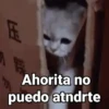 Gatitos Locos 2😼 9