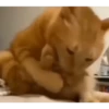Más gatos🐈 9