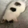 Gatitos memes 1.0😻 15