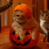 Halloween 🎃 9