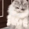 Gato Chipi Chipi 2 12