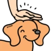 Perro Bachicha 11