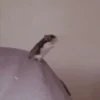 Hamsters Mov 🐹 14