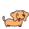 Perro Bachicha 12