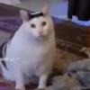 🌈🐱Gatos Divertidos Gif🐱🌈 13