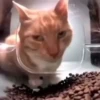 Gatito de Tiktok 7