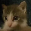 Gatitos memes 1.0😻 16