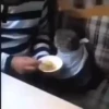 🌈🐱Gatos Divertidos Gif🐱🌈 14