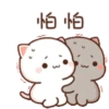 gatitos 17