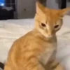 Gatitos memes 1.0😻 17