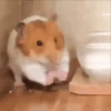 Hamsters Mov 🐹 15