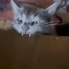 🌈🐱Gatos Divertidos Gif🐱🌈 15