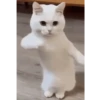 GIFs Reações Aleatórias 5 🤗 11