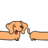 Perro Bachicha 13