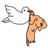 Perro Bachicha 14