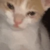 Gatitos memes 1.0😻 18