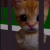 🐱 Gato Roblox 💫baile 😹💫 12