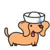 Perro Bachicha 15