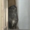 🎵 TIKTOKeando 6🎵 14