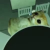 🐱 Gato Roblox 💫baile 😹💫 13
