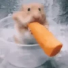 Hamsters Mov 🐹 16