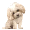 MISO pup 🐶💛🧡. mov 24