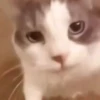 🌈🐱Gatos Divertidos Gif🐱🌈 17