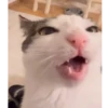 🌈🐱Gatos Divertidos Gif🐱🌈 18