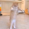 🎵 TIKTOKeando 6🎵 15