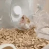 Hamsters Mov 🐹 17